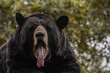 Black Bear Yawn