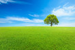© ABCDstock - Green grass and tree under the blue sky