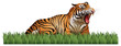 Wild tiger roars in the field