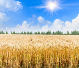 Ripe wheat field and blue sky with clouds