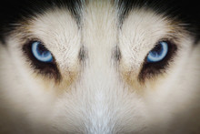 Close Up On Blue Eyes Of A Husky Dog With Vignette