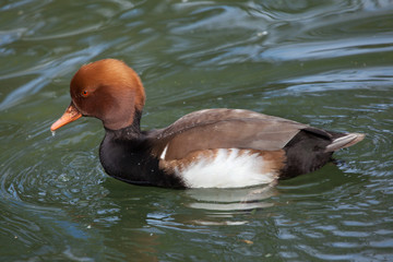 Poster - Red-crested pochard (Netta rufina).