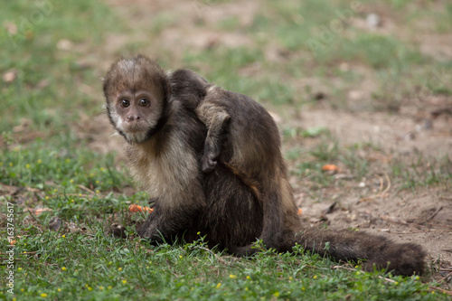 Fotografia, Obraz Golden-bellied capuchin (Sapajus xanthosternos)