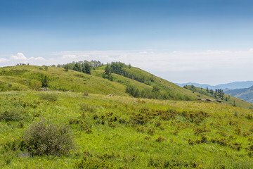 Yellow-green hill and sky with clouds. Wild grasses.