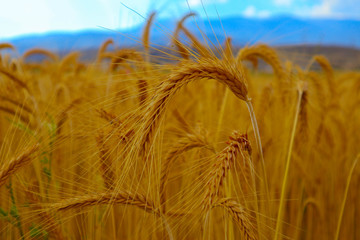 Bright colorful golden rye spikelets, harvest backdrop. Field of ripe yellow cereals, spica closeup view.