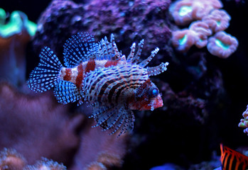 Canvas Print - Dwarf lionfish