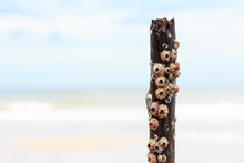 Group Of Barnacles Bore To The Wood