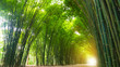 canvas print picture - Tunnel bamboo tree with sunlight.