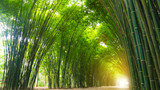 Tunnel bamboo tree with sunlight.