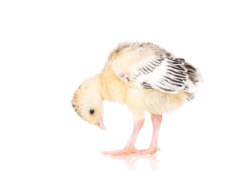 Cute little newborn chicken turkey, isolated on white background. One young nice big bird.