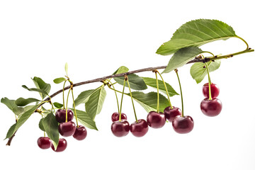 Fresh ripe organic sour cherries on branch with leaves, isolated on a white background