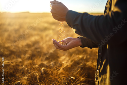 Fotografía The hands of a farmer close-up holding a handful of wheat grains in a wheat field