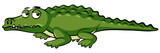 Fototapeta Dinusie - Sleepy crocodile on white background