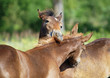 Two nice foals communicate  on a pasture