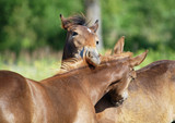 Fototapeta Konie - Two nice foals communicate  on a pasture