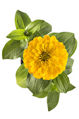 Wall Mural - Yellow zinnia flower, Zinnia Elegans, in flower pot with green leaves. Close up view of zinnia flowers