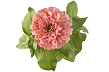 Pink Zinnia Flower, Zinnia Elegans, In Flower Pot With Green Leaves. Close Up View Of Zinnia Flowers