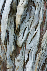 Wall Mural - The bark of a young coastal redwood, Sequoia sempervirens, - texture or background