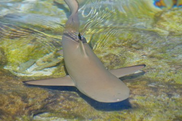 poisson requin eau ocean aileron plage animal mer danger