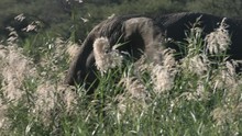 Elephant Walking And Flapping It's Ears Through The Thick Reed Flowers. 