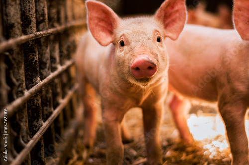 Fotografía Portrait of funny looking piglet