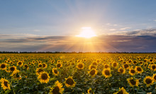 Field Of Blooming Sunflowers On A Background Sunset.