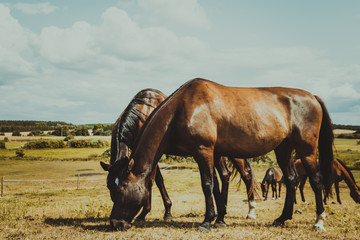 Brown wild horse on meadow idyllic field