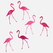 Set of a flamingo