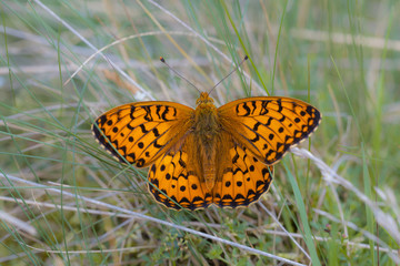 Sticker - Dark Green Fritillary (Argynnis aglaja) Butterfly resting on Grass