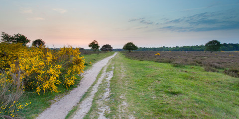 Wall Mural - Sunset over Heathland near Hilversum