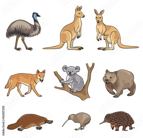 Download Set Of Vector Australian Animals Stock Vector Adobe Stock