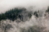 Fototapeta Na ścianę - Forest in fog. Evergreen trees in clouds. Mysterious landscape