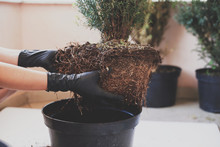 Woman Is Replanting A Tree With Black Gloves