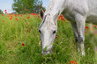 White horse grazing in a beautiful field