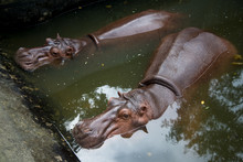 Hippopotamus Mostly Submerged In Water.