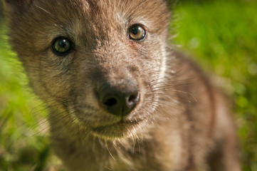 Wall Mural - grey wolf (canis lupus) pup extreme close up