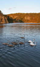 A Flock Of White And Gray Swans Swims Along The Autumn Pond