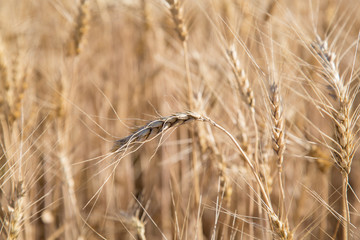 Wheat spike beautiful macro on blurred background of wheat harvest summer symbol of agriculture