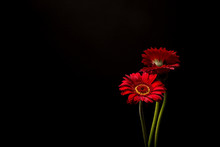 Red Gerber Daisies Isolated On Black Background