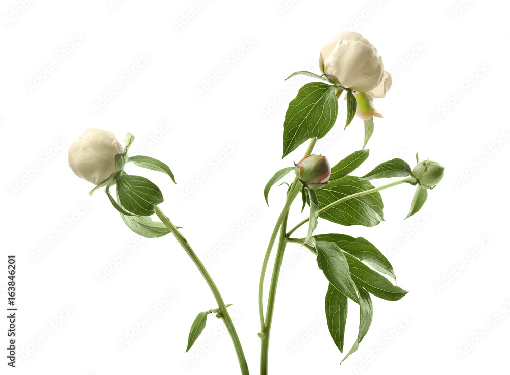 Buds of beautiful peony flowers on white background