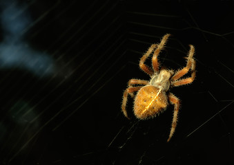 Garden spider on web