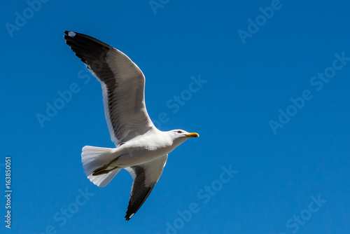 Gaivota Voando No Ceu Azul Buy This Stock Photo And Explore Similar Images At Adobe Stock Adobe Stock