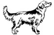 Decorative standing portrait of dog golden retriever, vector illustration