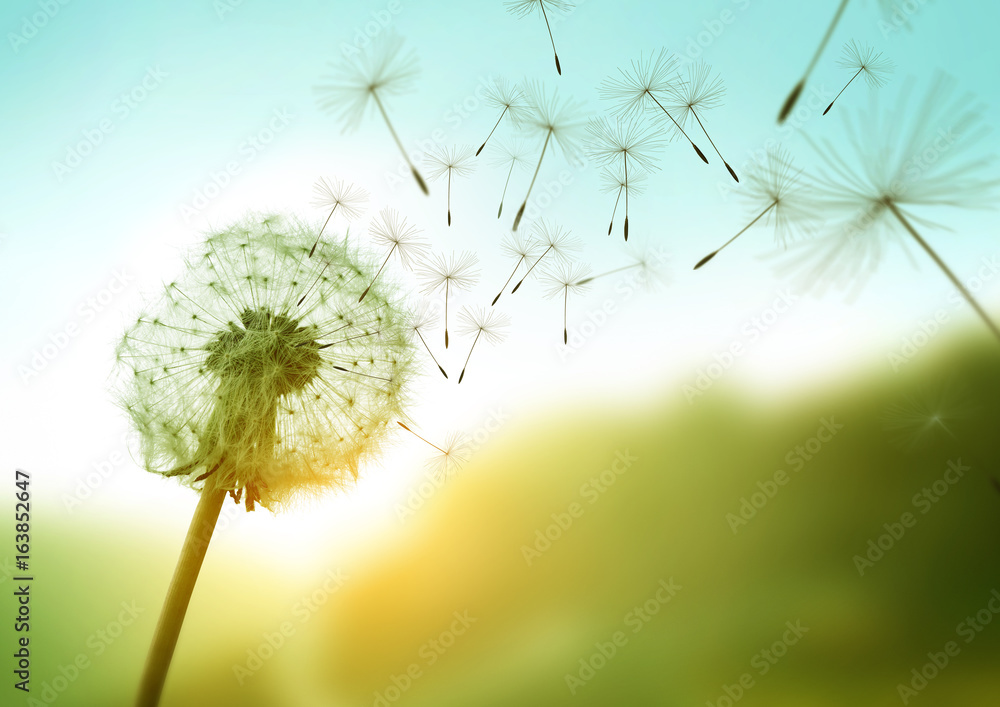 Dandelion seeds blowing in the wind across a summer field background, conceptual image meaning change, growth, movement and direction. - obrazy, fototapety, plakaty 