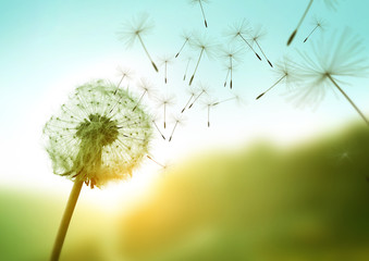 dandelion seeds blowing in the wind across a summer field background, conceptual image meaning chang