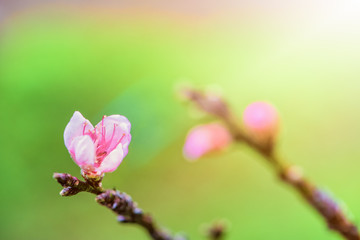 Sticker - Close-up of small pink flower of Peach or Prunus Persica blossom on the tree with sunlight in spring background