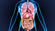 © PIC4U - 3d illustration of human body organs anatomy