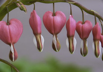 Wall Mural - horizontal macro photo of bleeding hearts pink juicy softly back lit and glowing. Room for copy. 