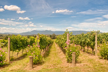 Rows Of Vines In A Yarra Valley Vineyard - Yarra Glen, Victoria, Australia