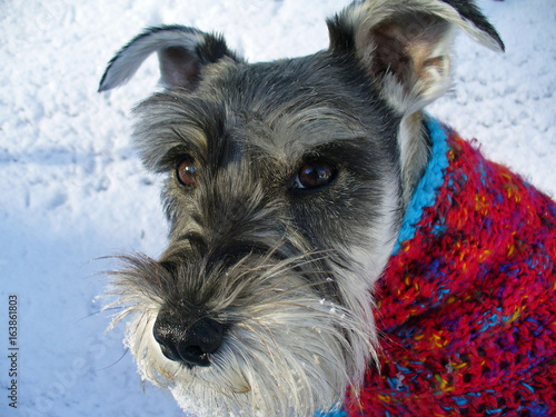 mini schnauzer sweaters